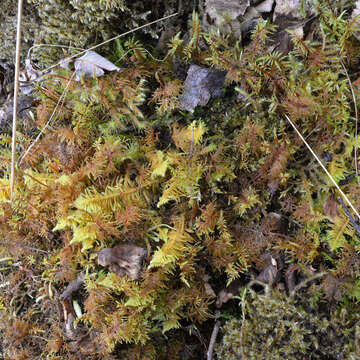 Image of ptilium moss