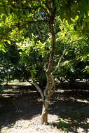 Imagem de Syzygium racemosum (BI.) DC.