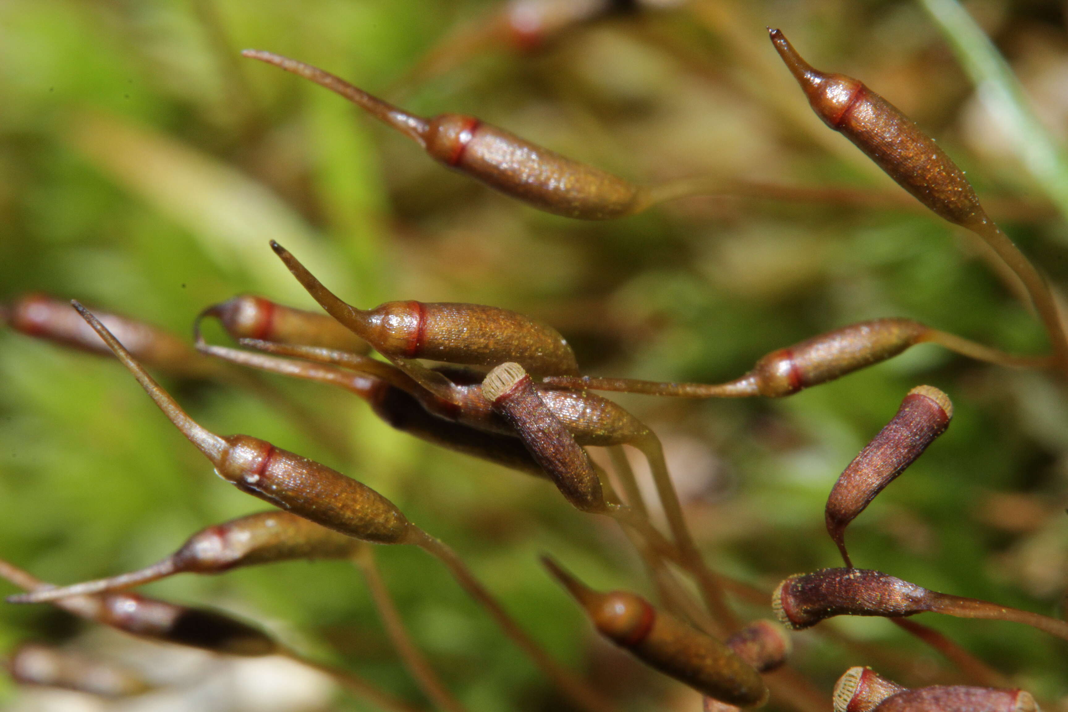 Image of atrichum moss