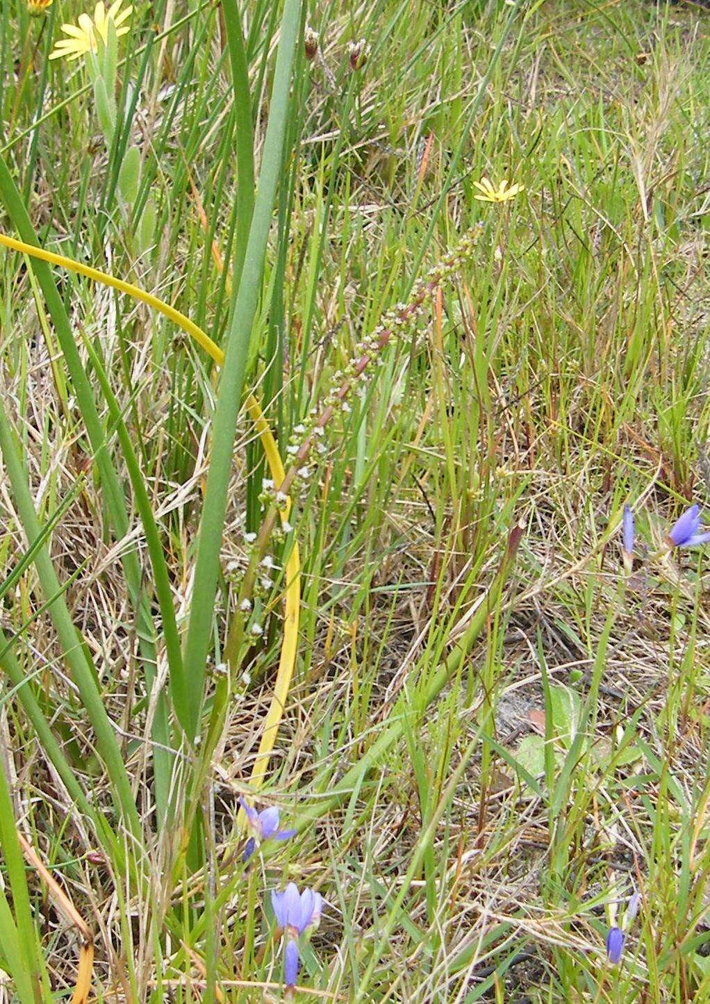 Image of Triglochin bulbosa L.