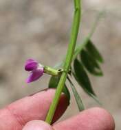 Image of Common Vetch