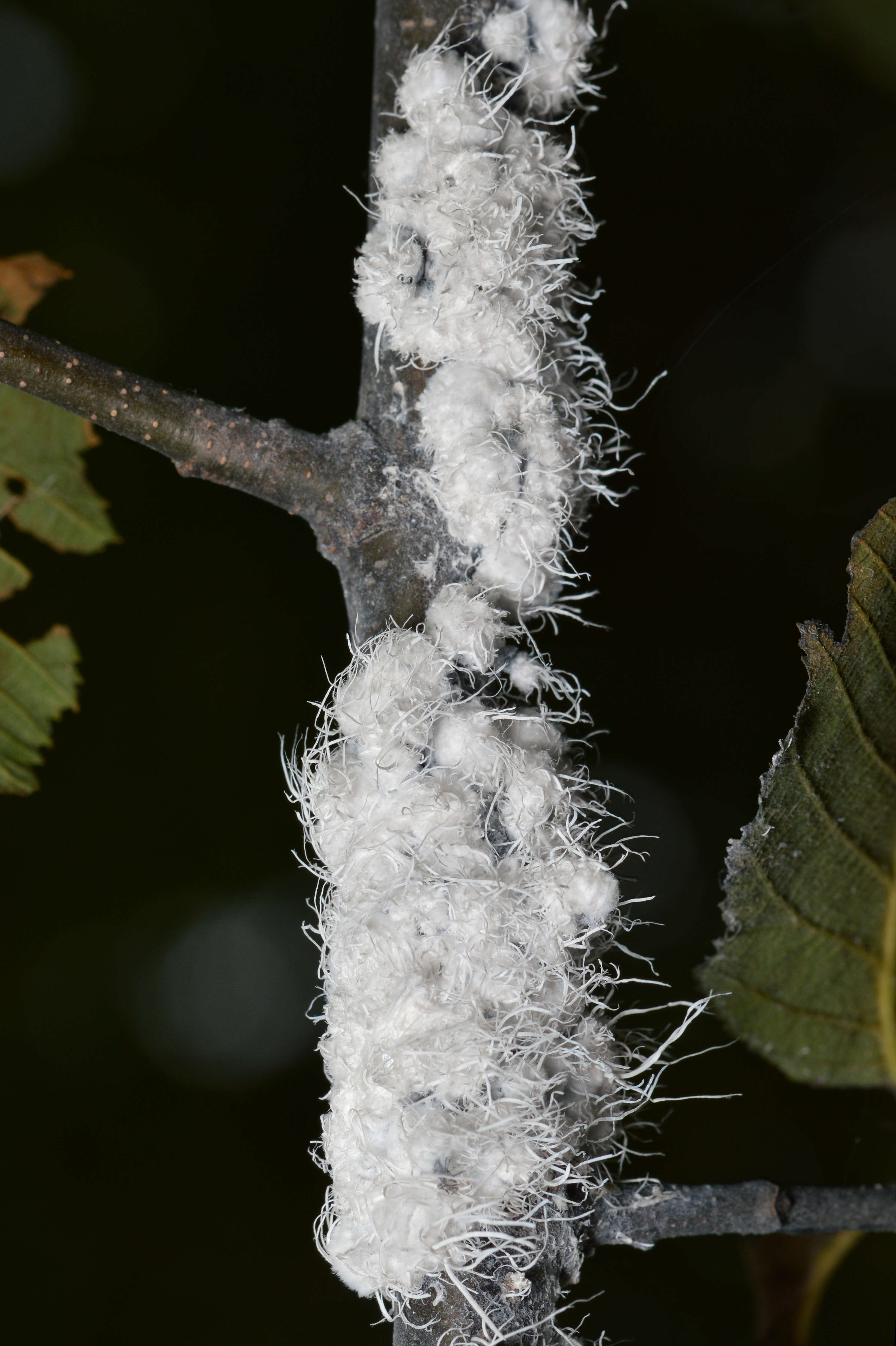 Image of Woolly Alder Aphid