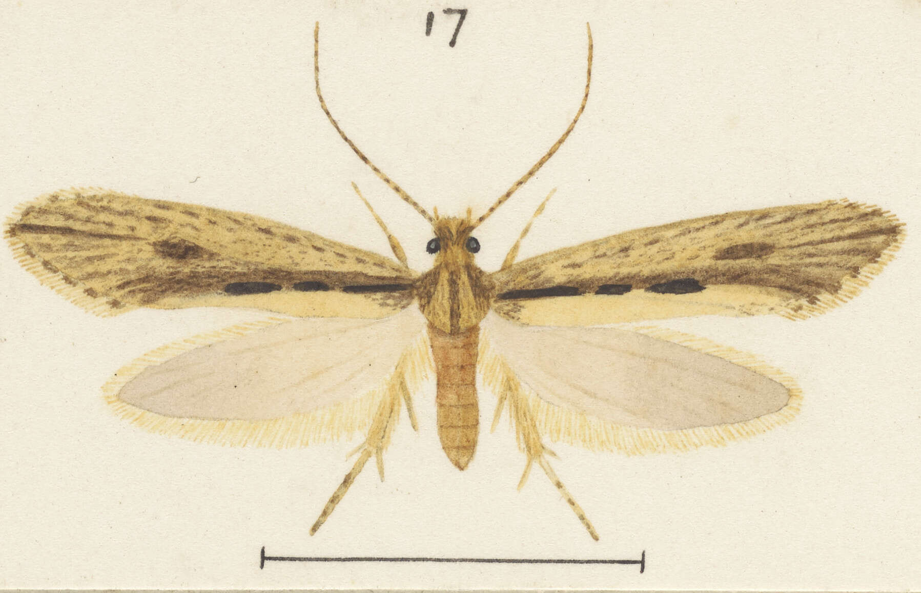 Image of Proterodesma byrsopola Meyrick 1909