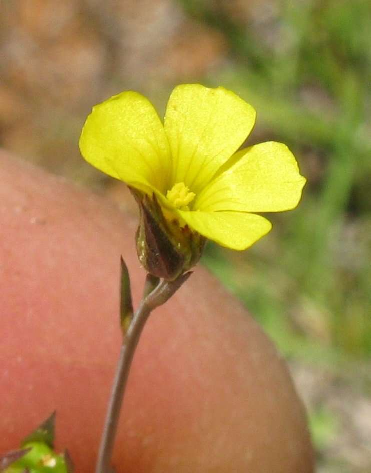 Image of French flax