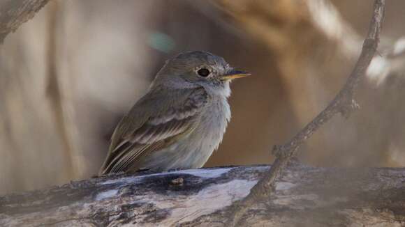 Image of American Grey Flycatcher