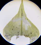 Image of common striated feather-moss