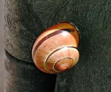 Image of Brown Lipped Snail