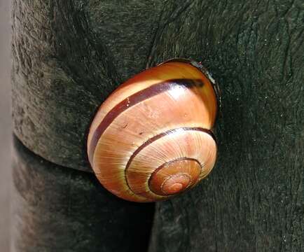 Image of Brown Lipped Snail