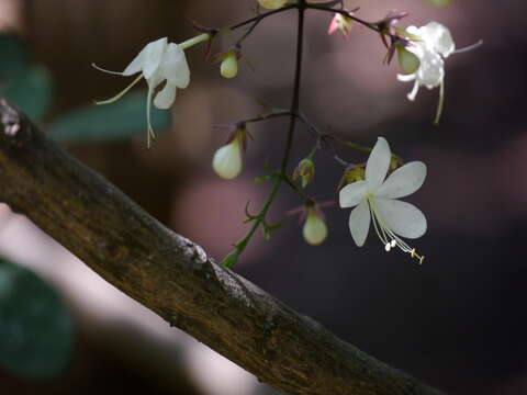 Image of Clerodendrum schmidtii C. B. Clarke