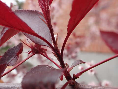 Image of Prunus × cistena