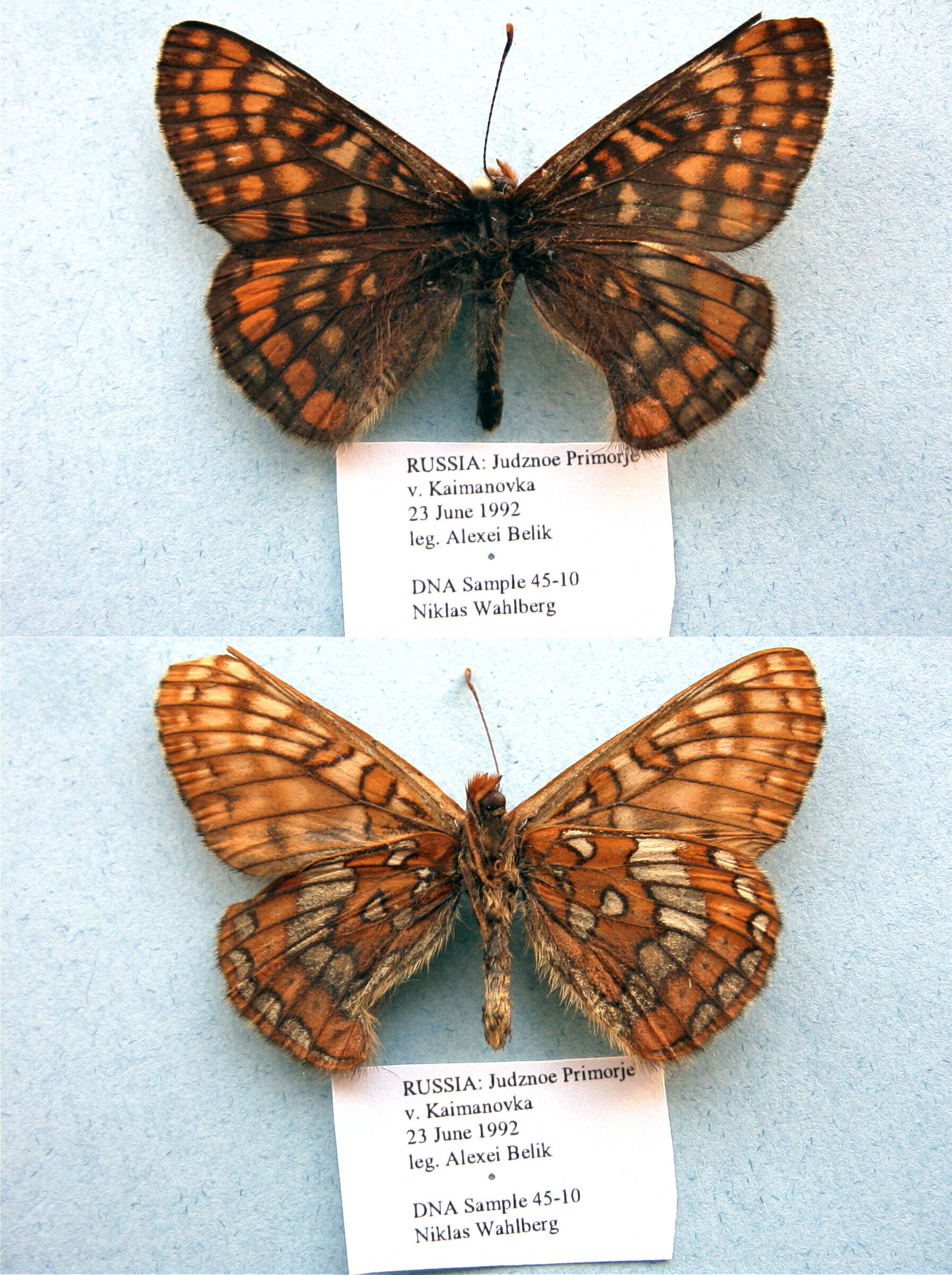 Plancia ëd Euphydryas intermedia