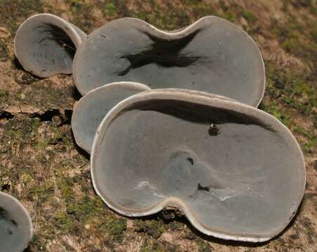 Image of Auricularia cornea Ehrenb. 1820