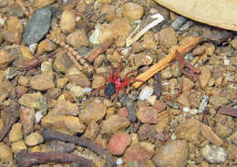 Image of nicodamid spiders