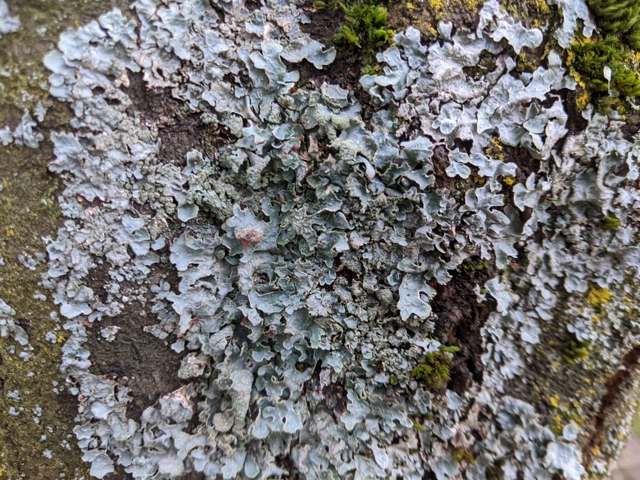 Image of Hammered shield lichen