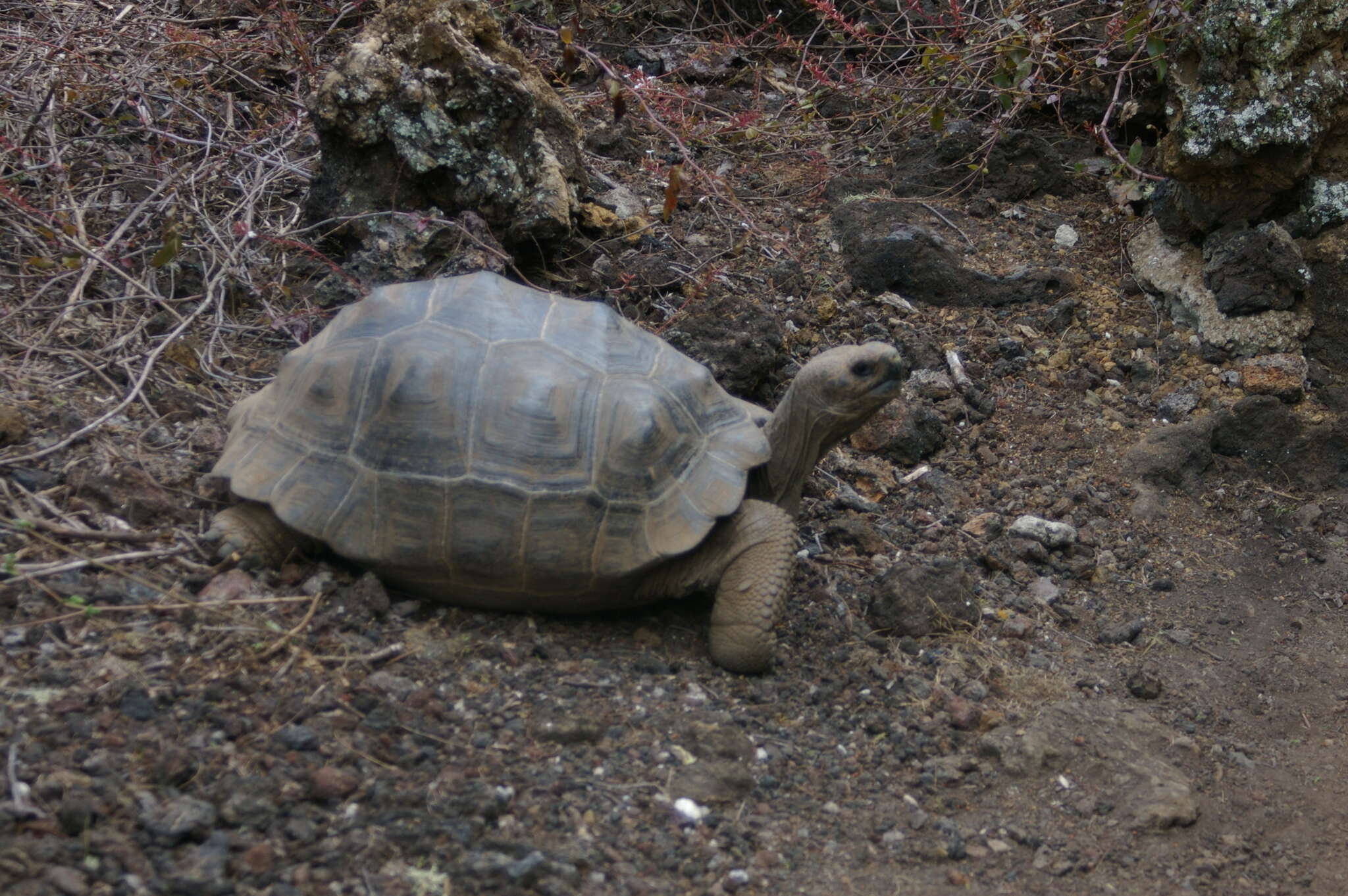 Image of Sierra Negra giant tortoise