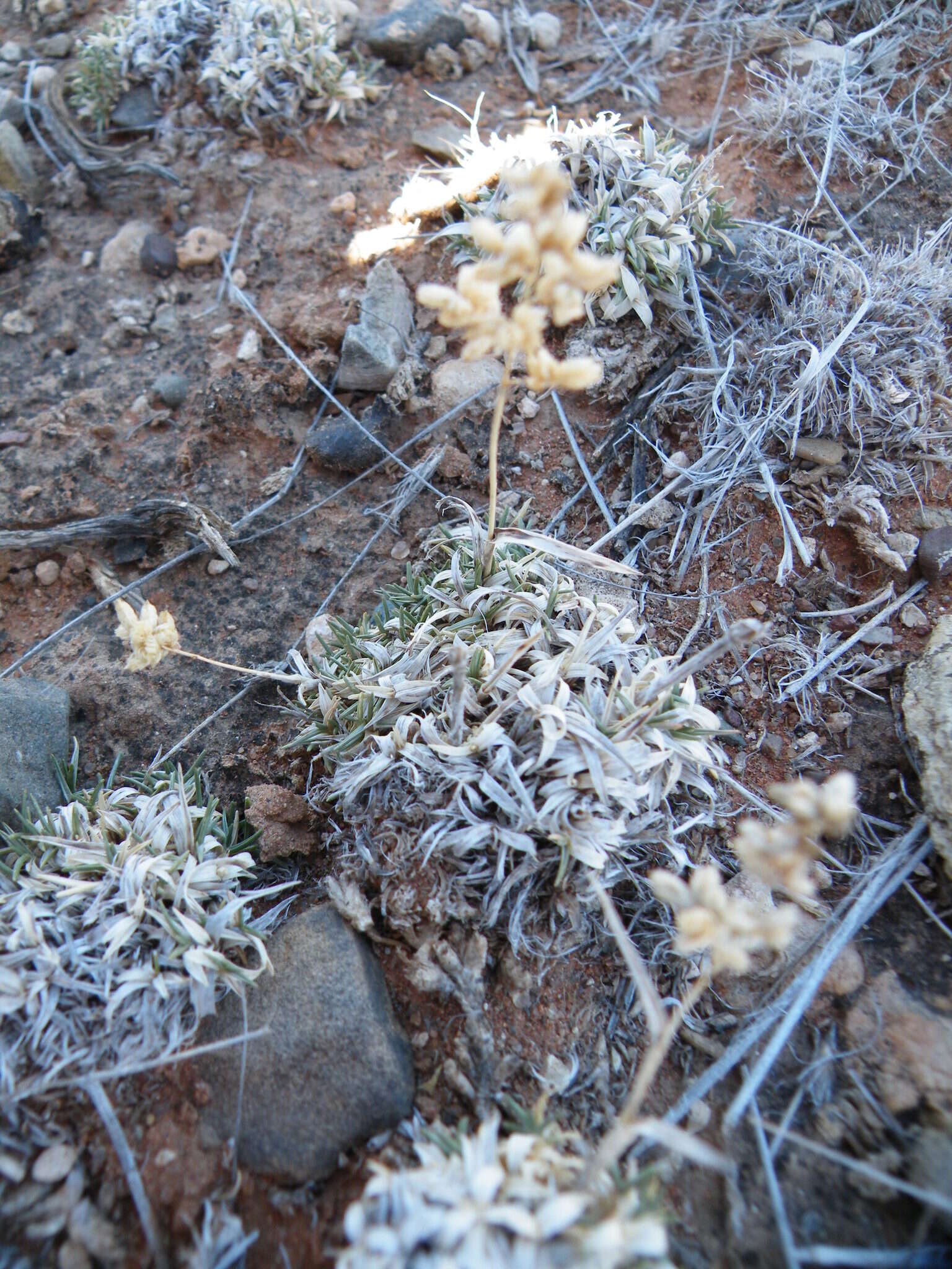 Plancia ëd Eragrostis truncata Hack.