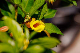 Image of golden trumpet