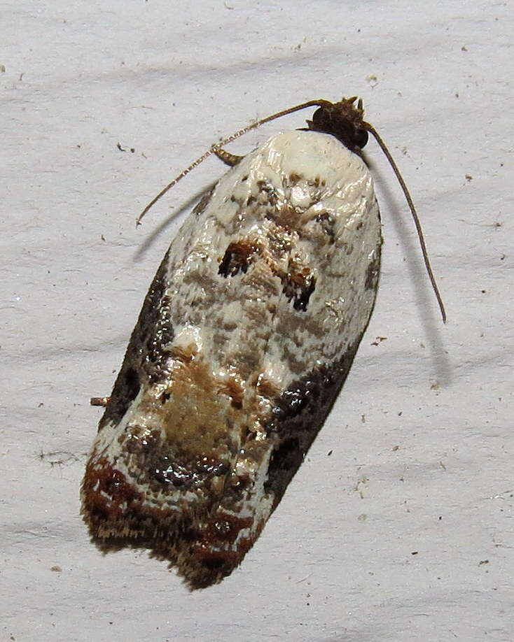 Image of Acleris