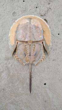 Image of Horseshoe Crab