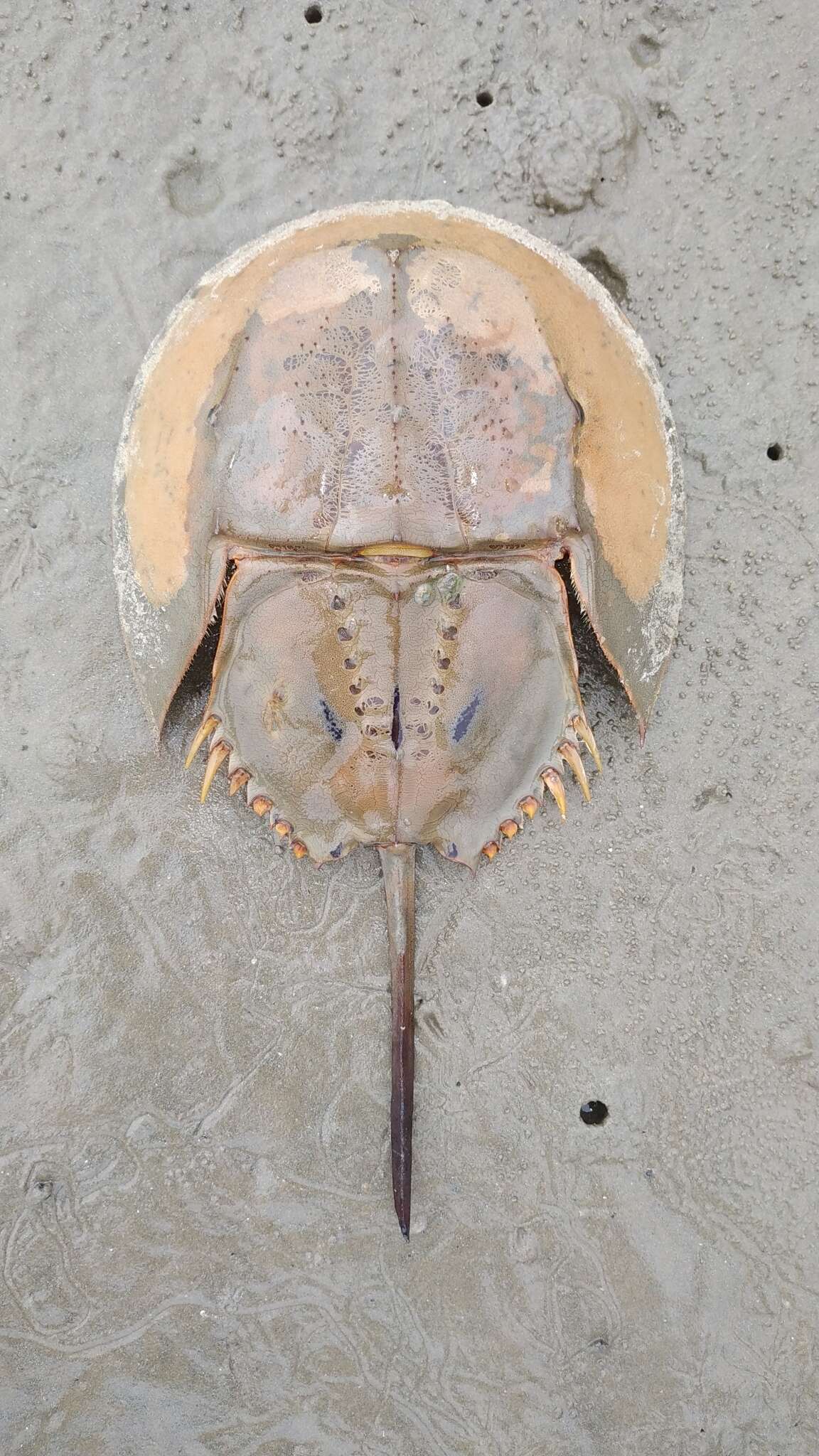 Image of Horseshoe Crab