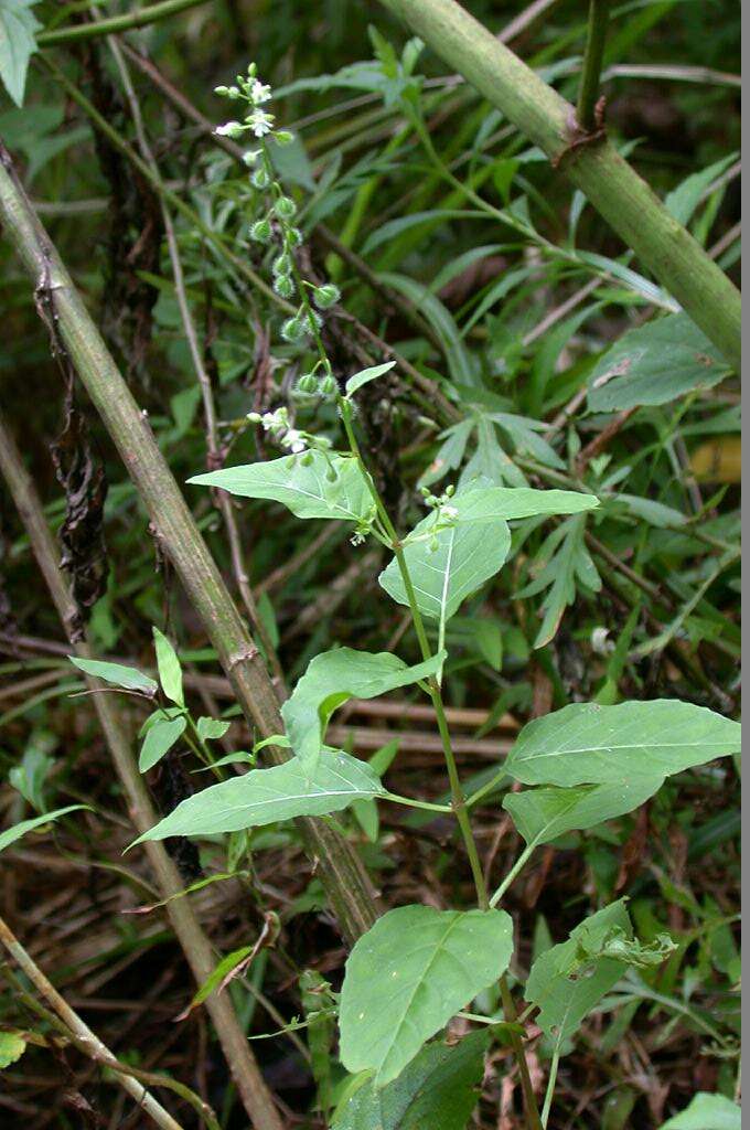 Image de Circaea mollis Sieb. & Zucc.