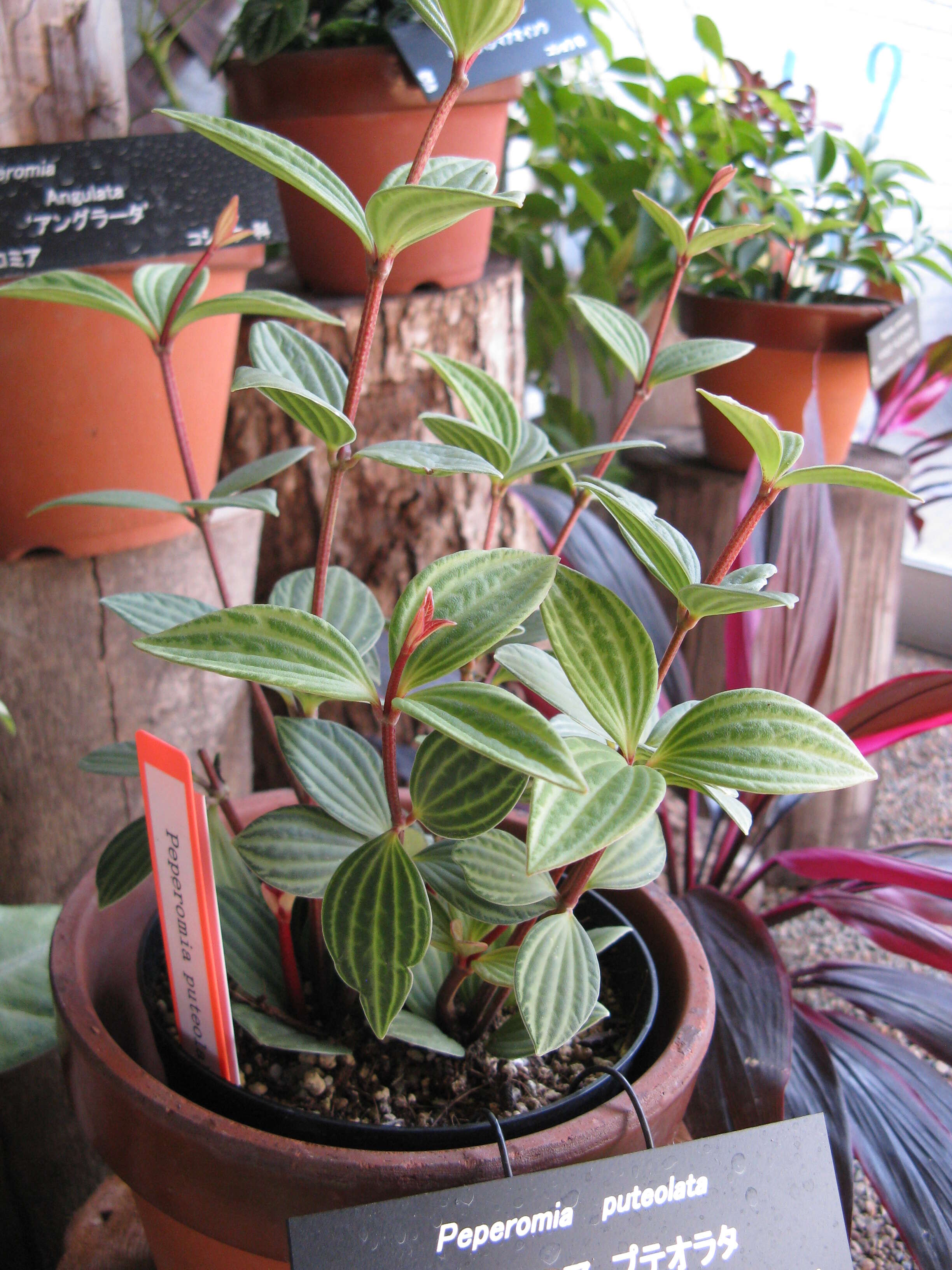 صورة Peperomia tetragona Ruiz & Pav.