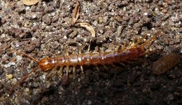 Image of Lithobius forficatus (Linnaeus 1758)