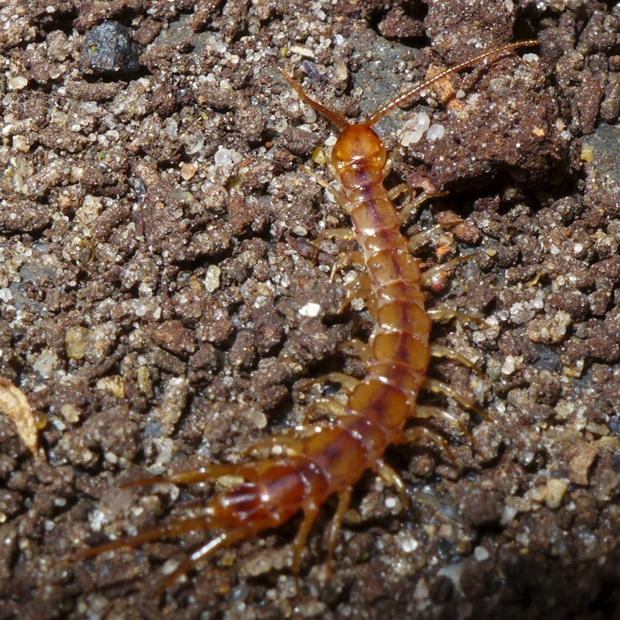 Image of Lithobius forficatus (Linnaeus 1758)