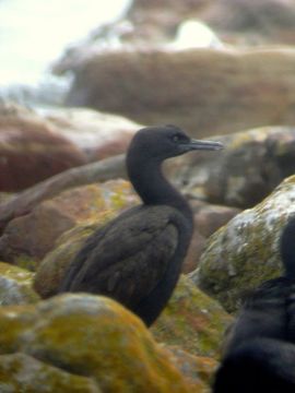 Image of Bank Cormorant