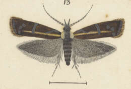 Image of Protosynaema quaestuosa Meyrick 1924