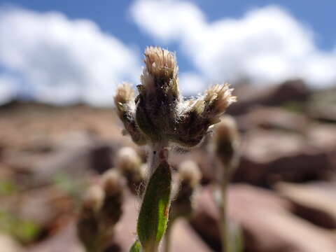 Imagem de Antennaria aromatica E. F. Evert