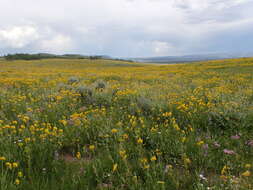 Image of oneflower helianthella