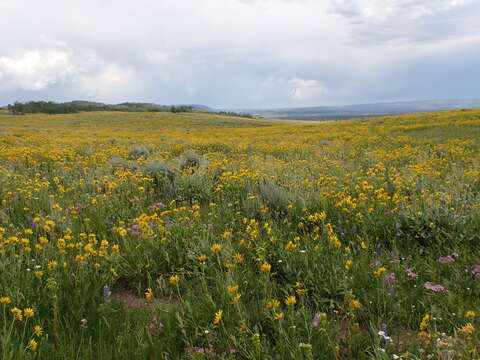 Image of oneflower helianthella