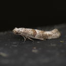 Image of Cedestis subfasciella Stephens