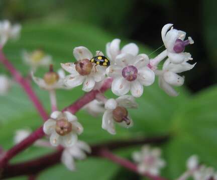 Image of Venezuelan pokeweed