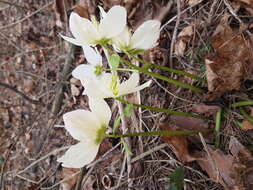 Image of black hellebore