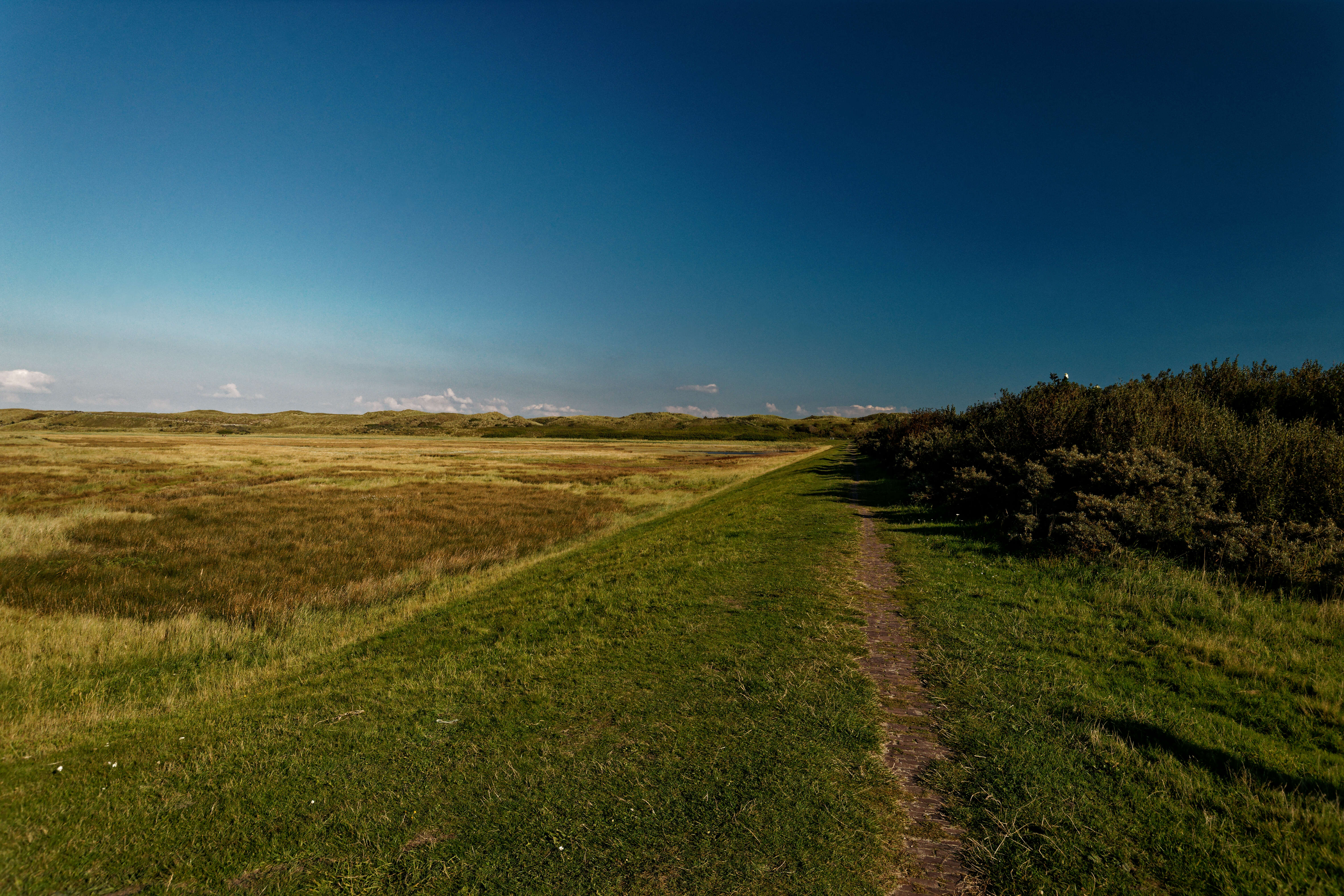 Image of bulrush