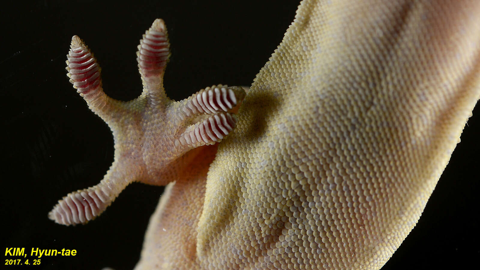 Image of Schlegel's Japanese Gecko