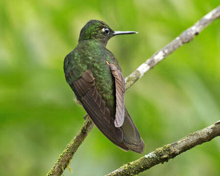 Image of Buff-tailed Coronet