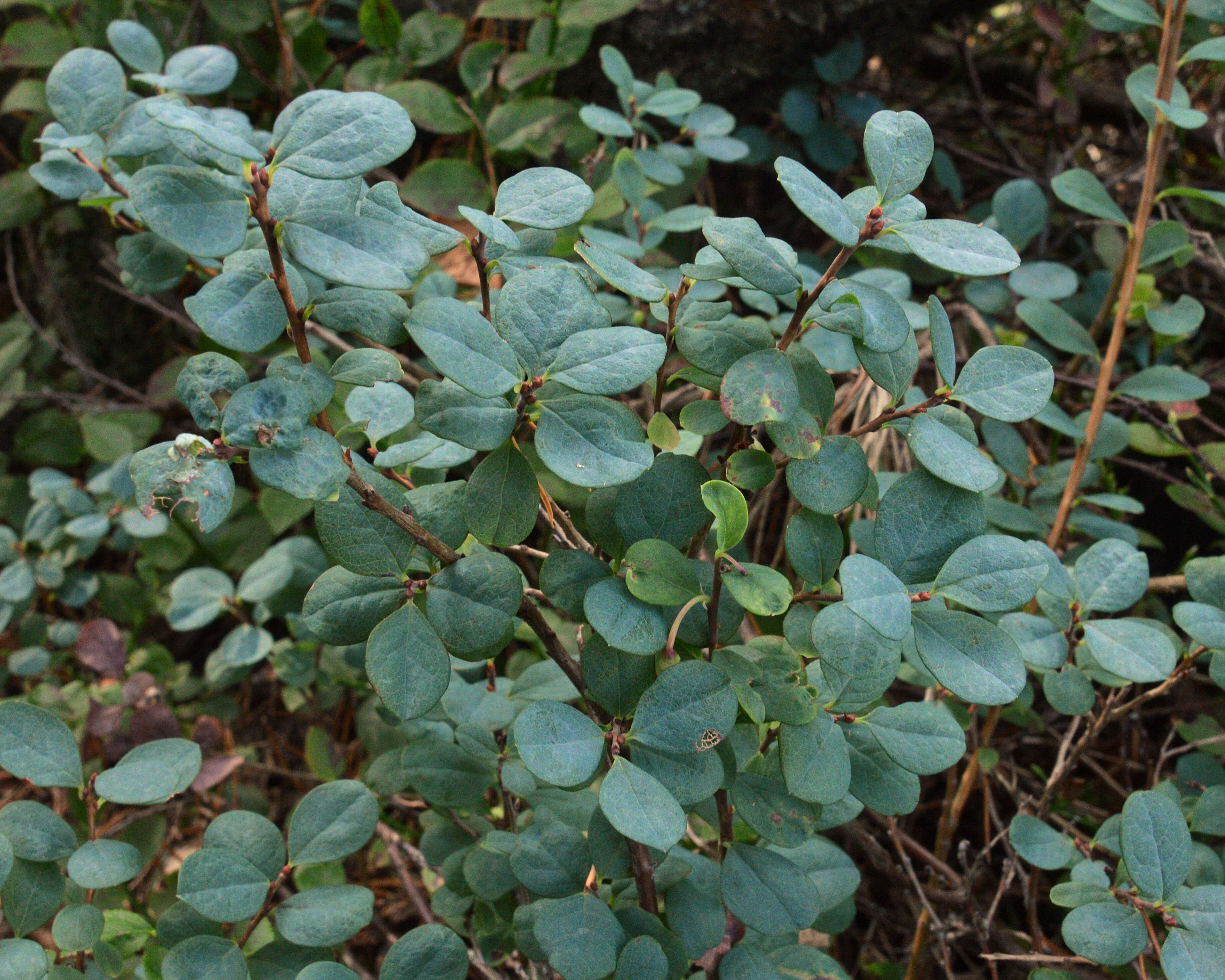 Image of alpine bilberry