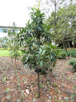 Magnolia yunnanensis (Hu) Noot.的圖片