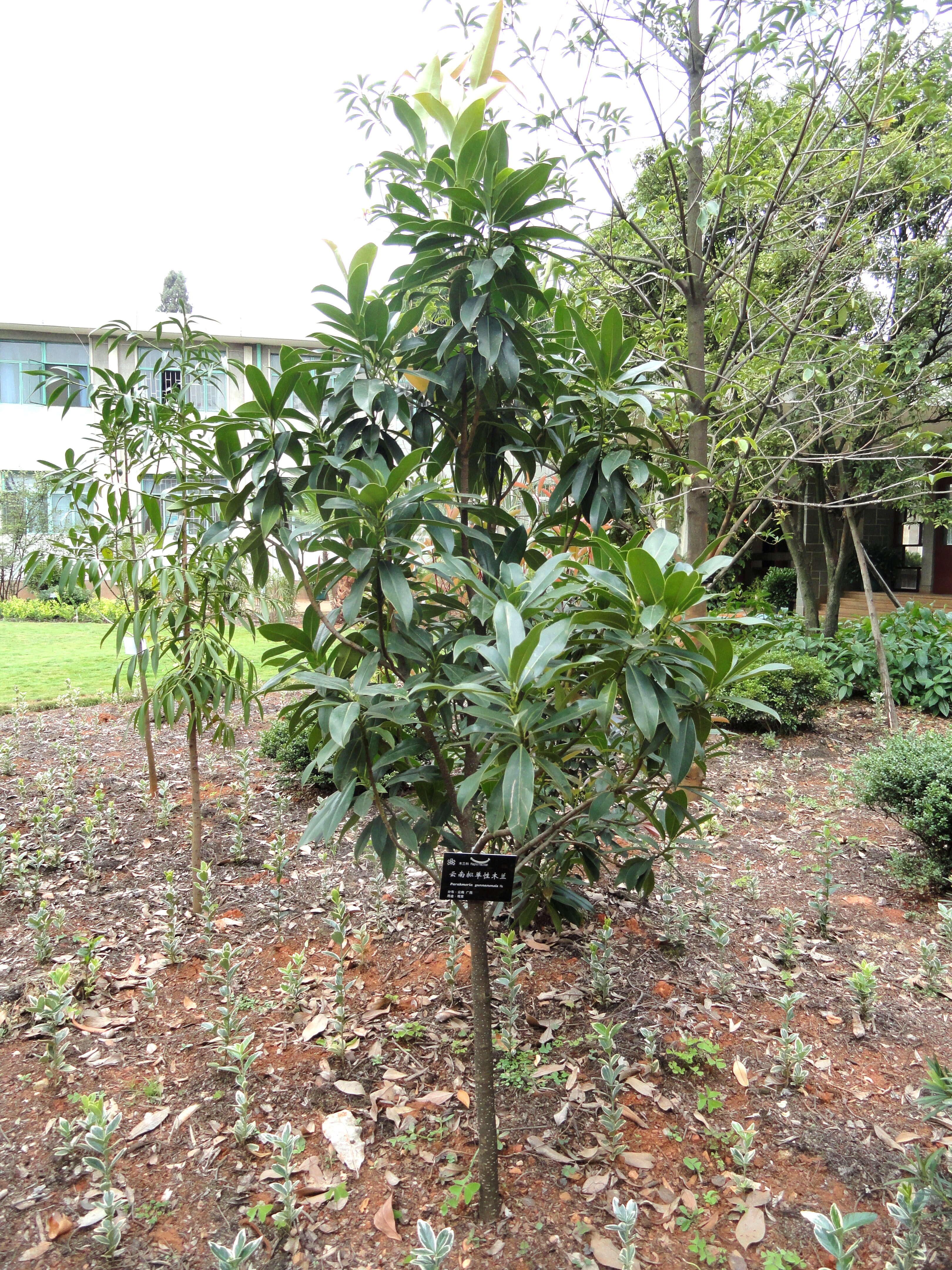 Image of Magnolia yunnanensis (Hu) Noot.