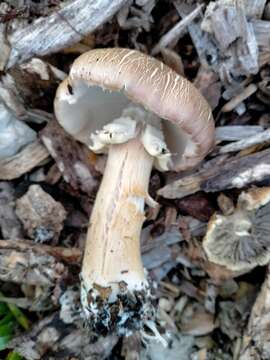 Image of Burgundy mushroom