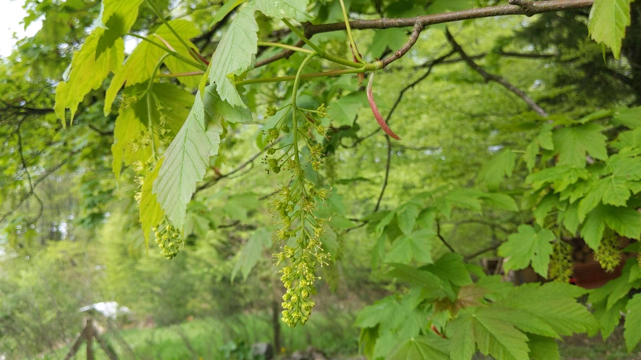 Imagem de Acer pseudoplatanus L.