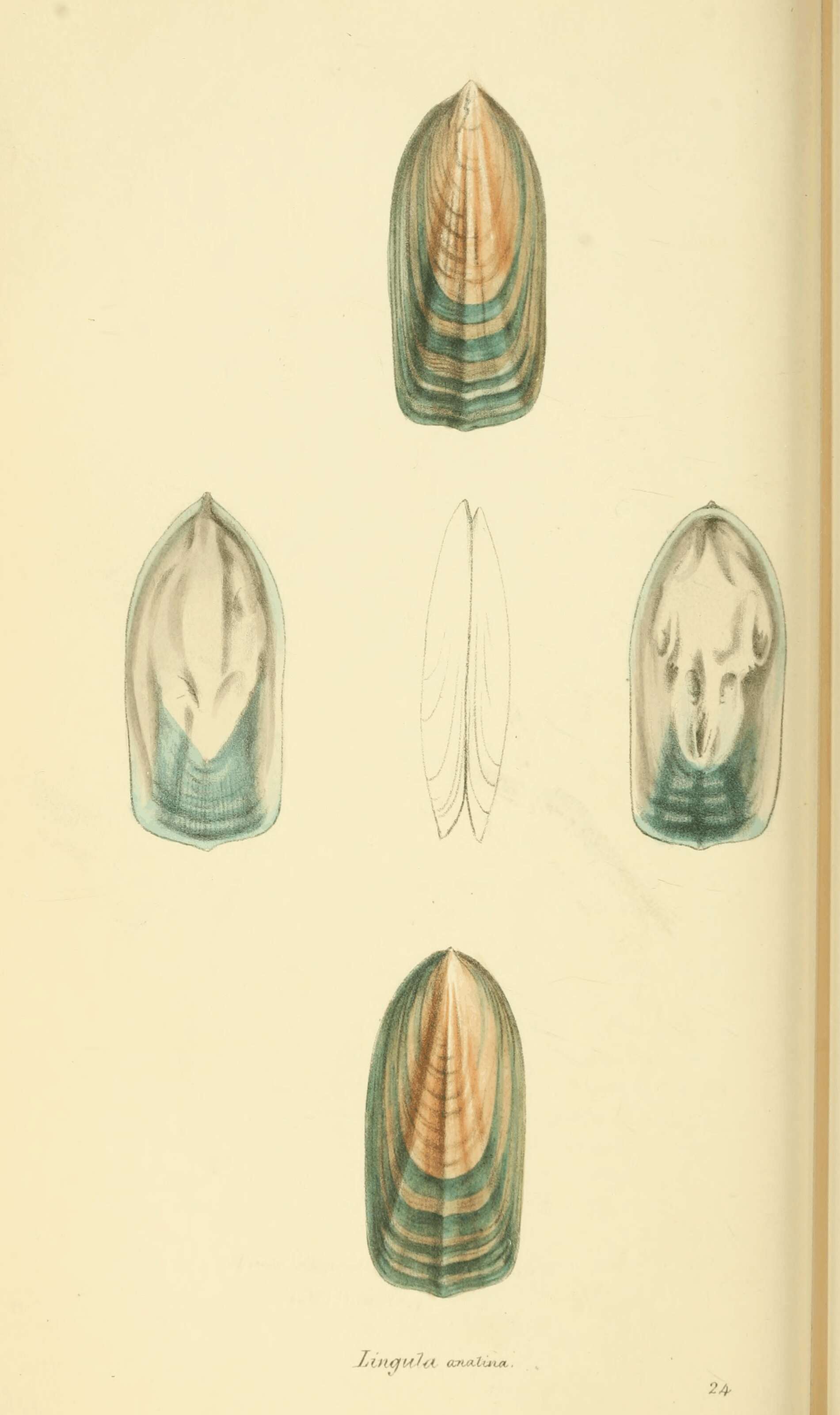 Слика од Lingula anatina Lamarck 1801