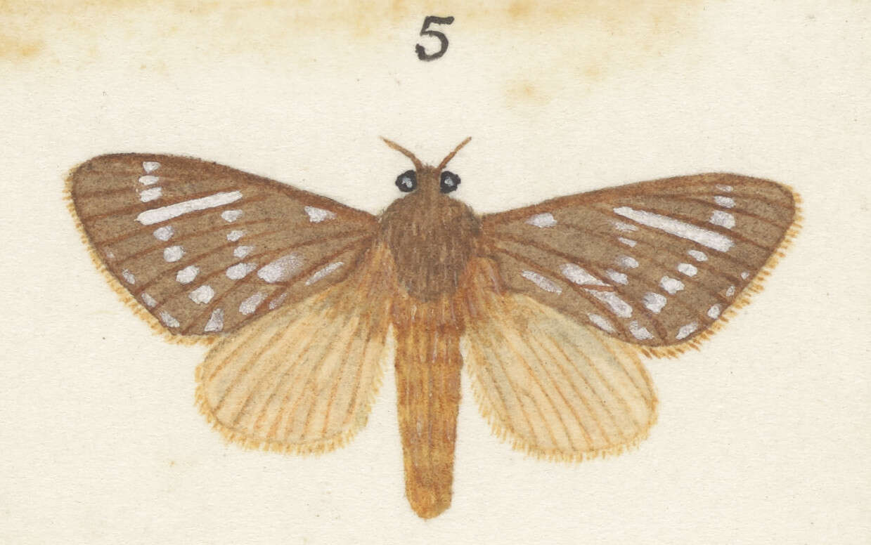 Image of winter ghost moth