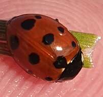 Image of 11-spot ladybird