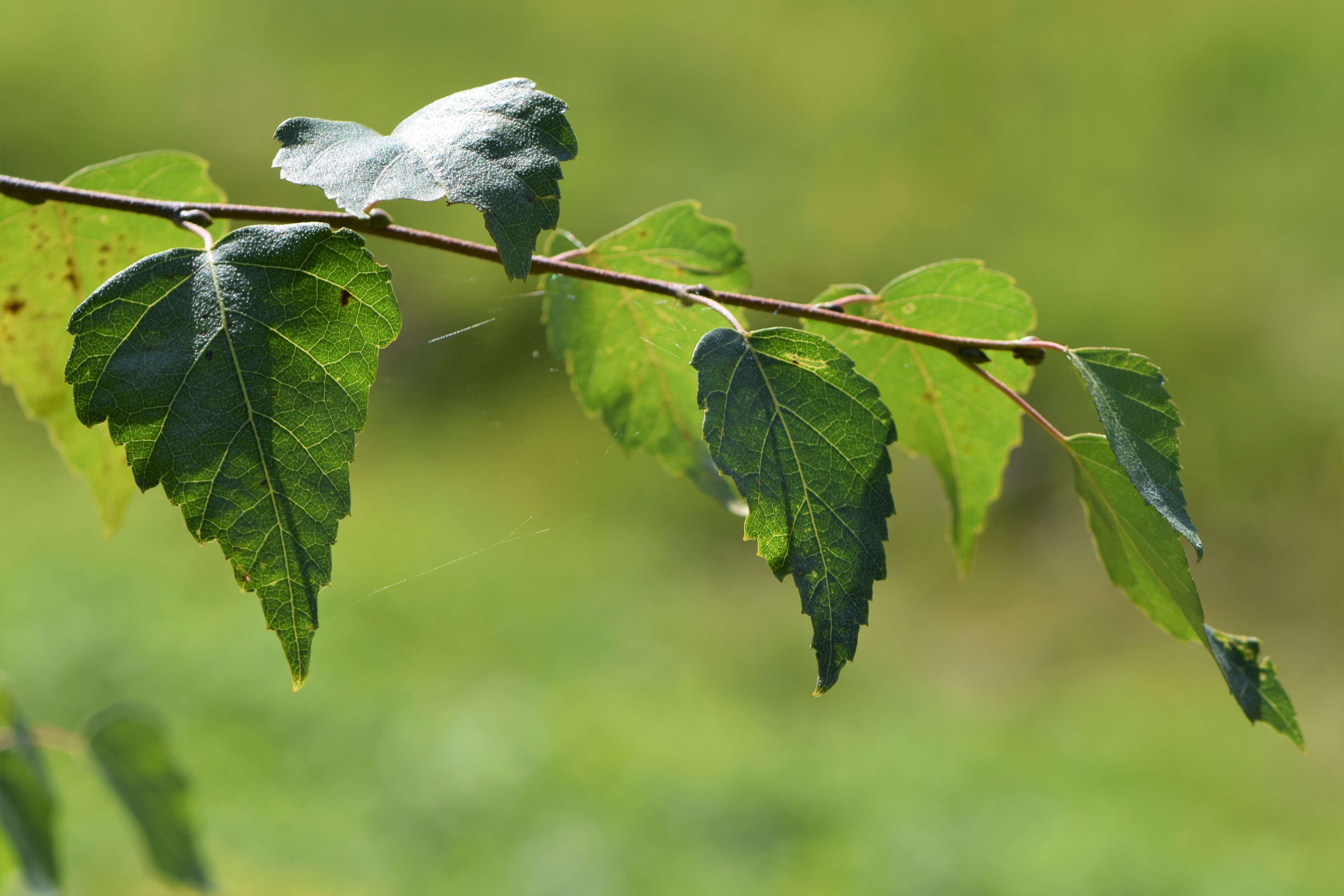 Image of Common Birch