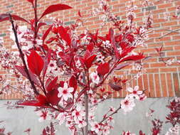 Image of Prunus × cistena