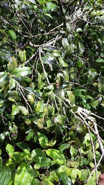 Image of <i>Ilex mitis</i>